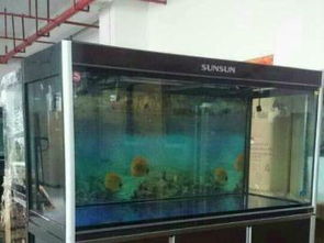 深圳最大的鱼缸配送商家 森森、格池水族，一站式水族工程与花鸟鱼虫服务