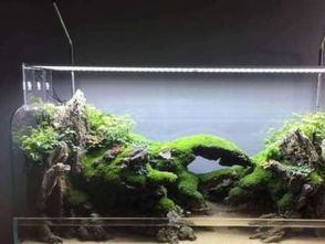 重庆宠物生活新风尚 专业鱼缸造景设计定制与宠物食品用品一站式服务