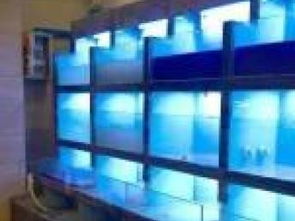 打造专业水族新生态 从定制鱼缸到一站式水族解决方案