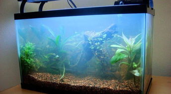 水族造景美学 居家鱼缸设计效果图鉴赏与灵感指南