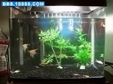 新手入门 如何为你的小鱼缸打造一个生机盎然的微缩水景