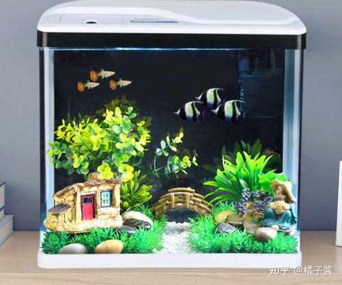 300元预算的鱼缸选购指南 新手轻松入坑的高性价比方案