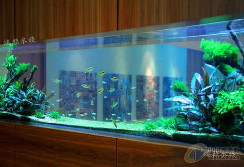 崇安区鸿颜水族器材经营部鱼缸报价与产品优势详解